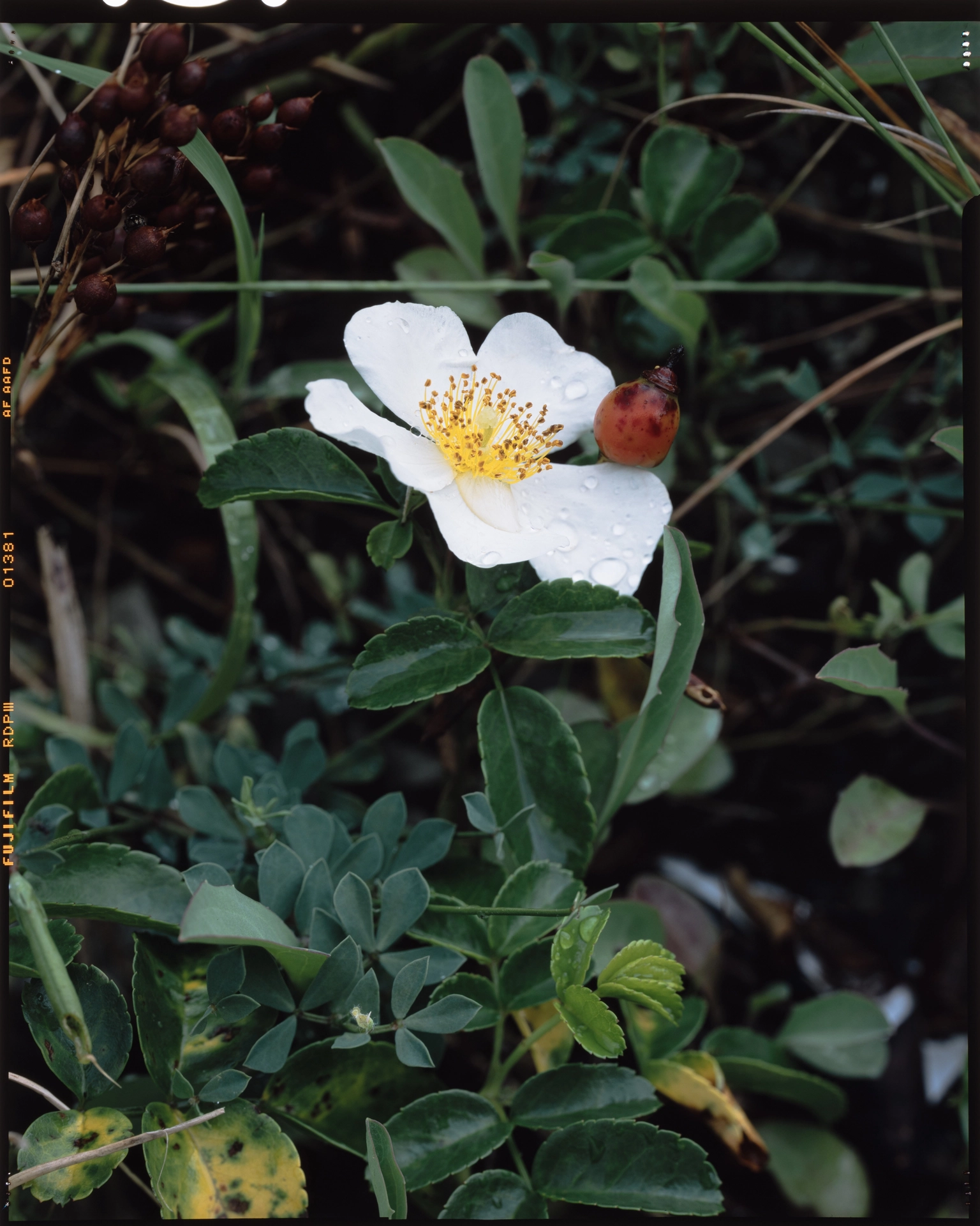 Rosa luciae